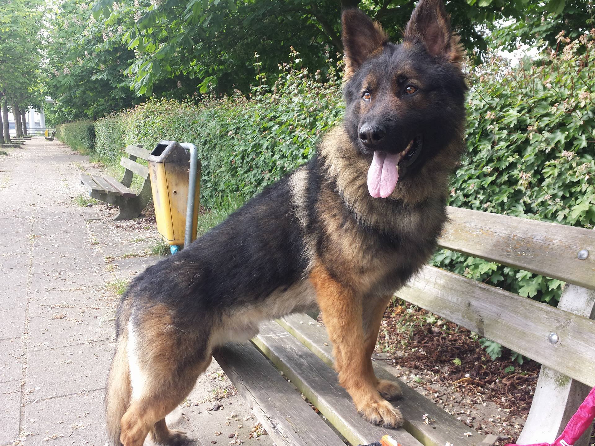 Murdock van het Poerrumshof