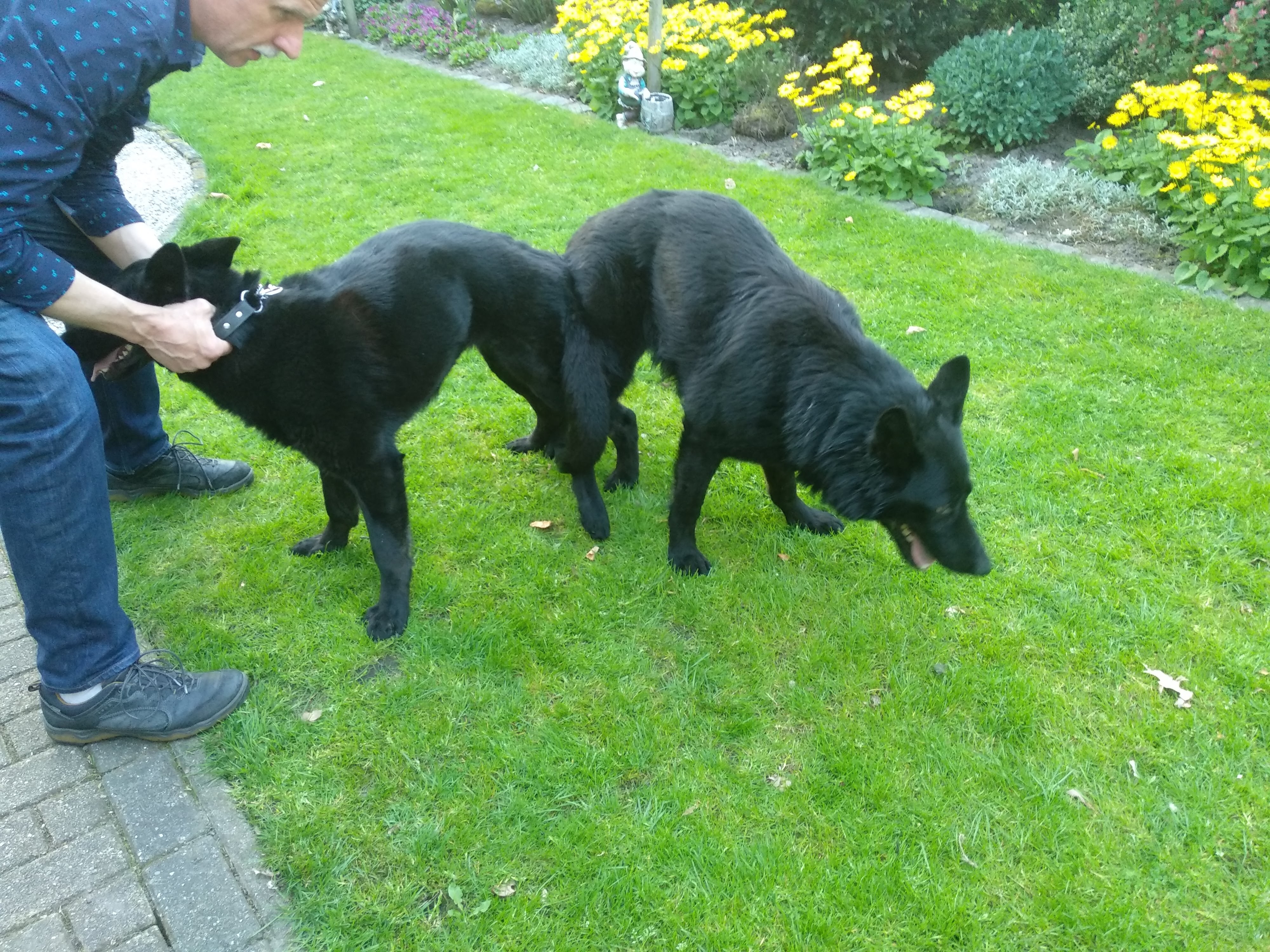 A: Extra x Pabo (SOLD)