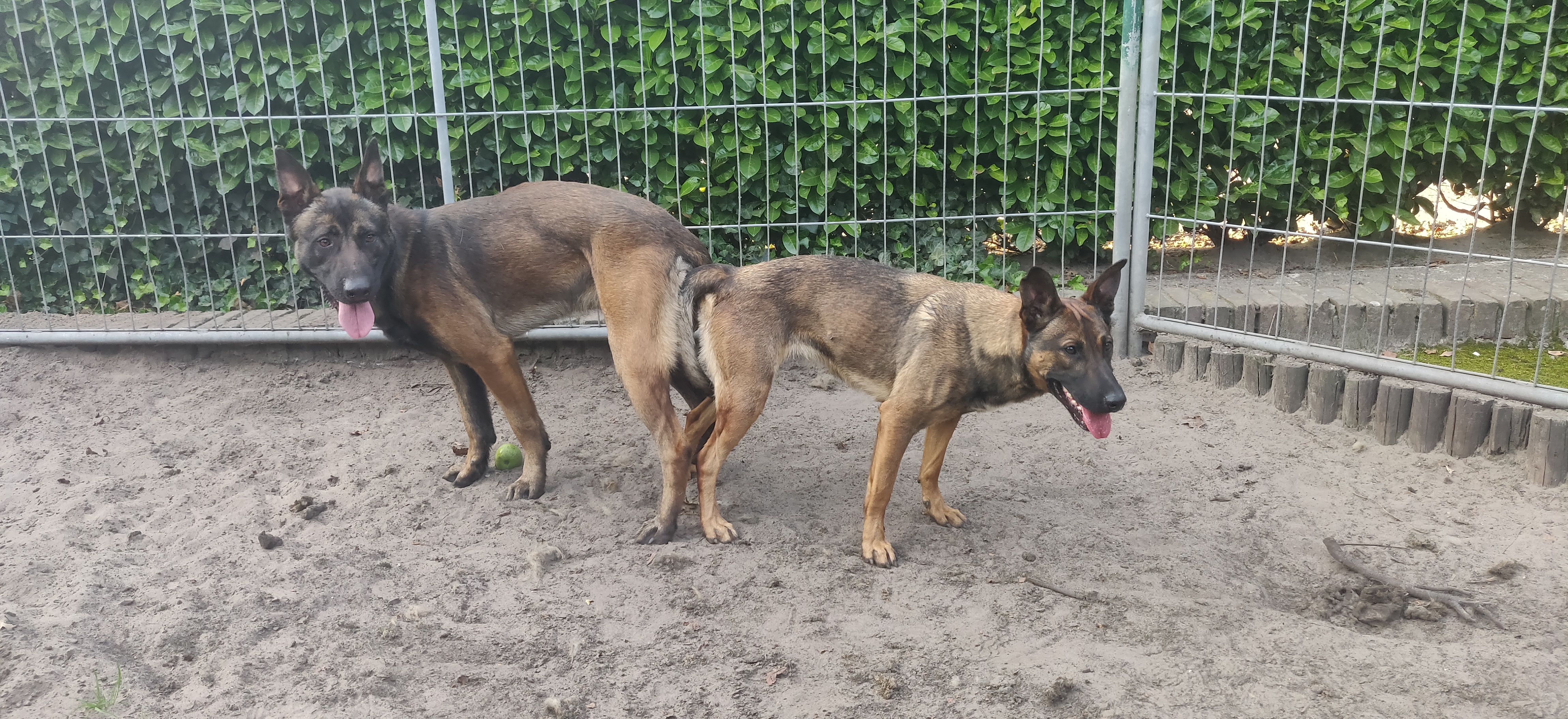 C: Harry x Evy (SOLD)