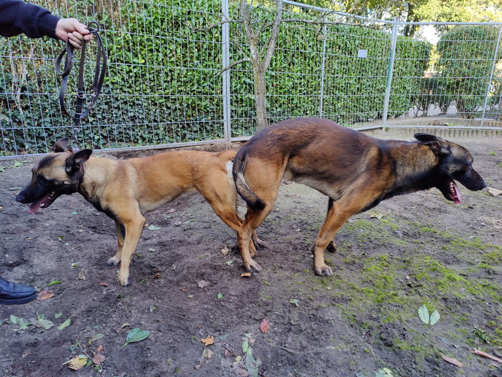 D: Harry x Daisy (SOLD)